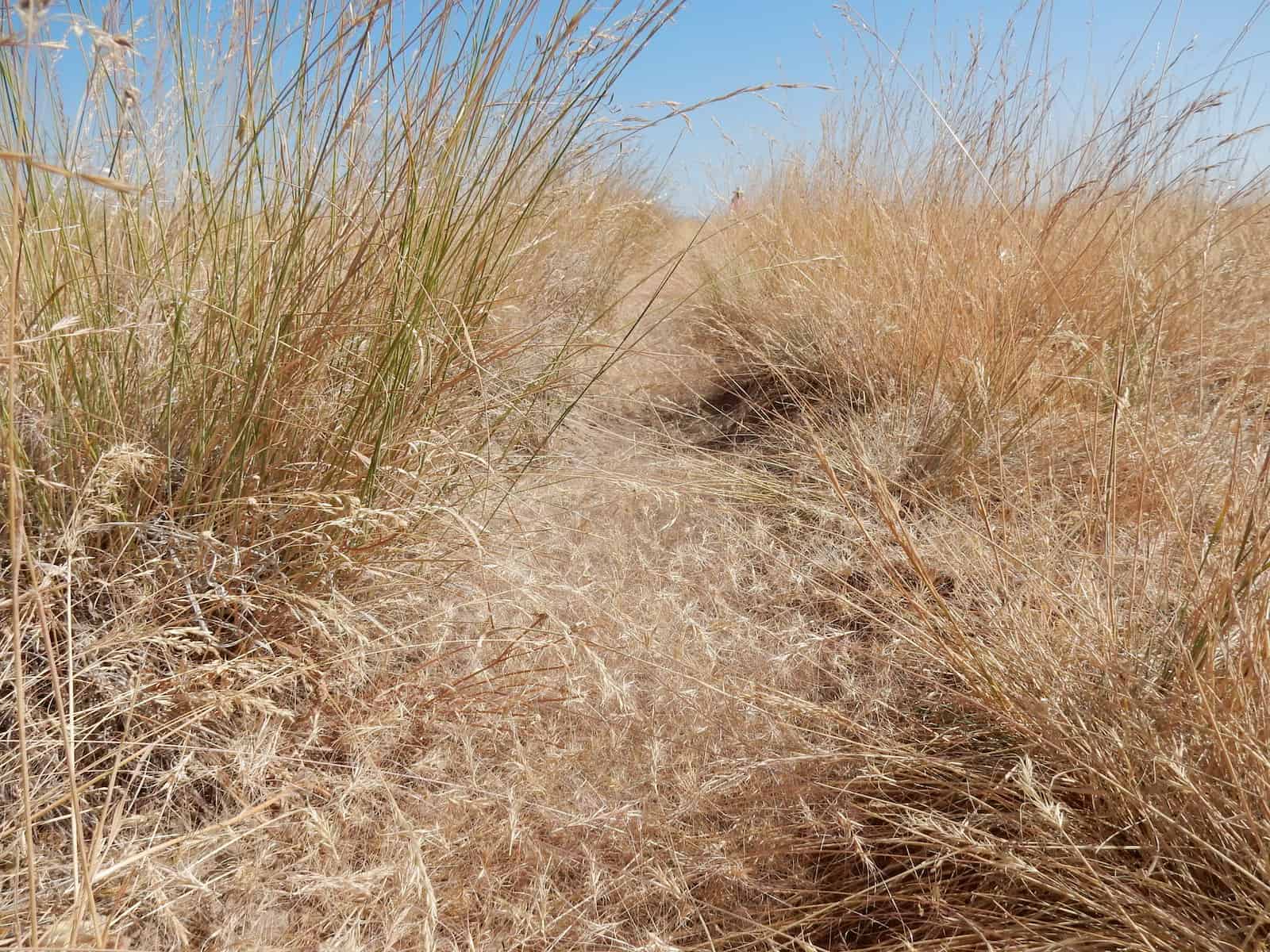 A beaten path runs through some very fluffy headed grass.