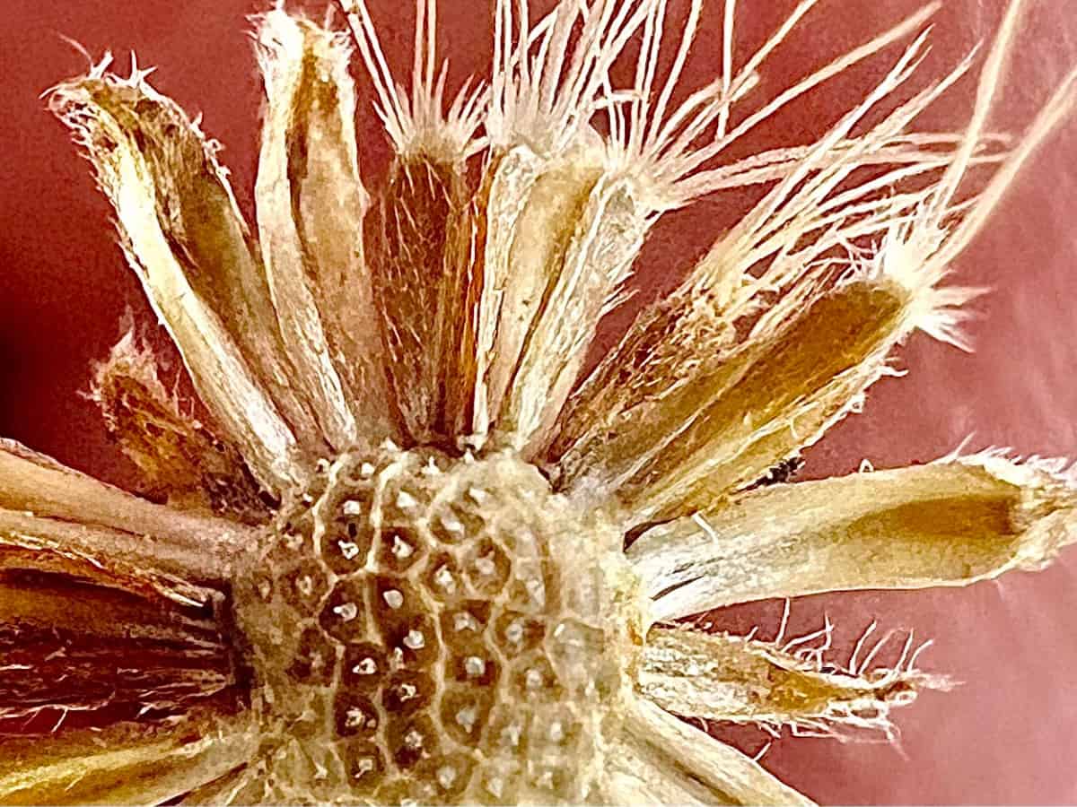 Seeds attached to a flower head.