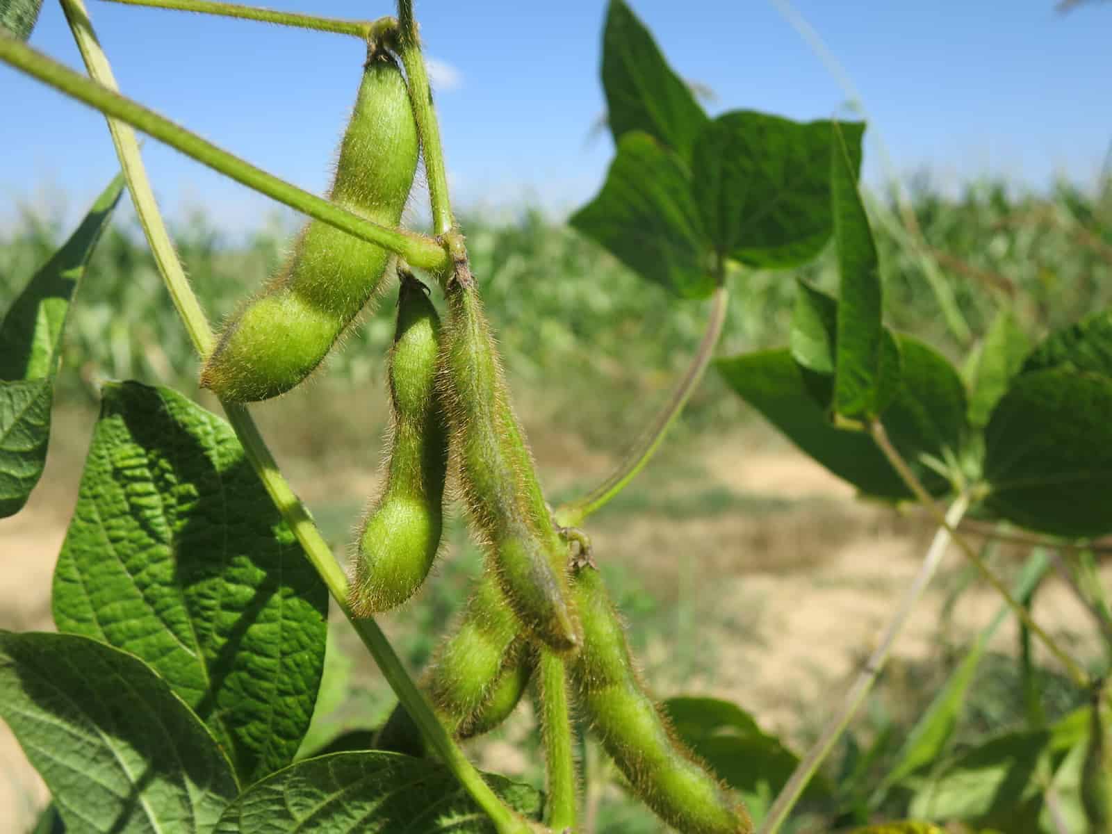 The swelling bean pods of Glycine max