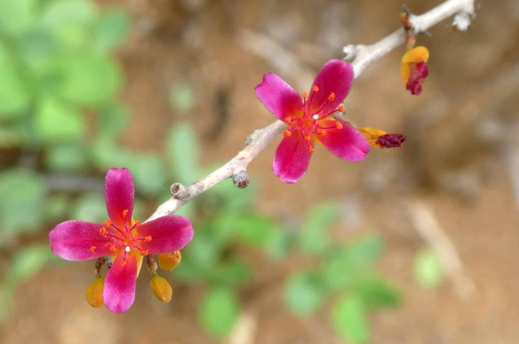 Two blossoms, showing four petals in a cruciform manner, with shocking pink petals, with orange bases.