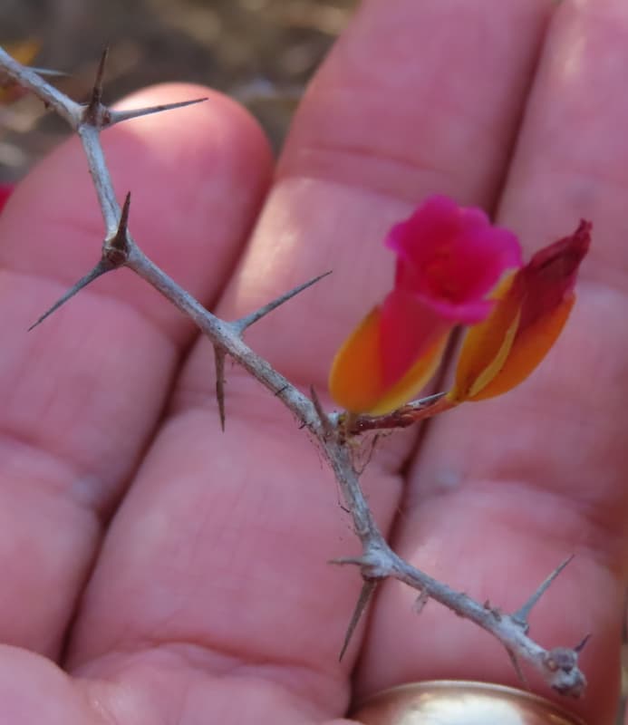 A spiny branch with a blossom on it, looking pink, orange and tubular. There is a hand behind the branch, holding it, ignoring the nasty looking spines.