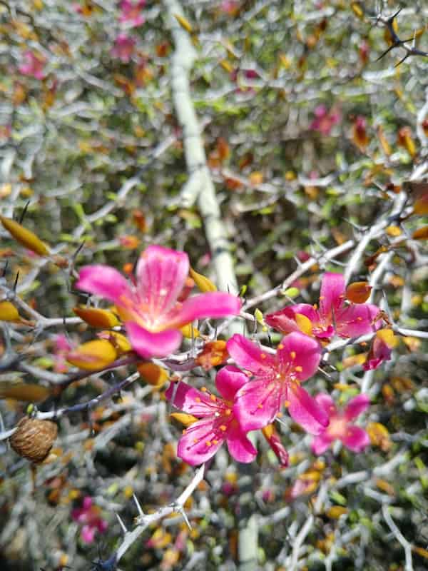 A thorny plant with shocking pink petals that fade to orange at their base and pink stamens with orange anthers.