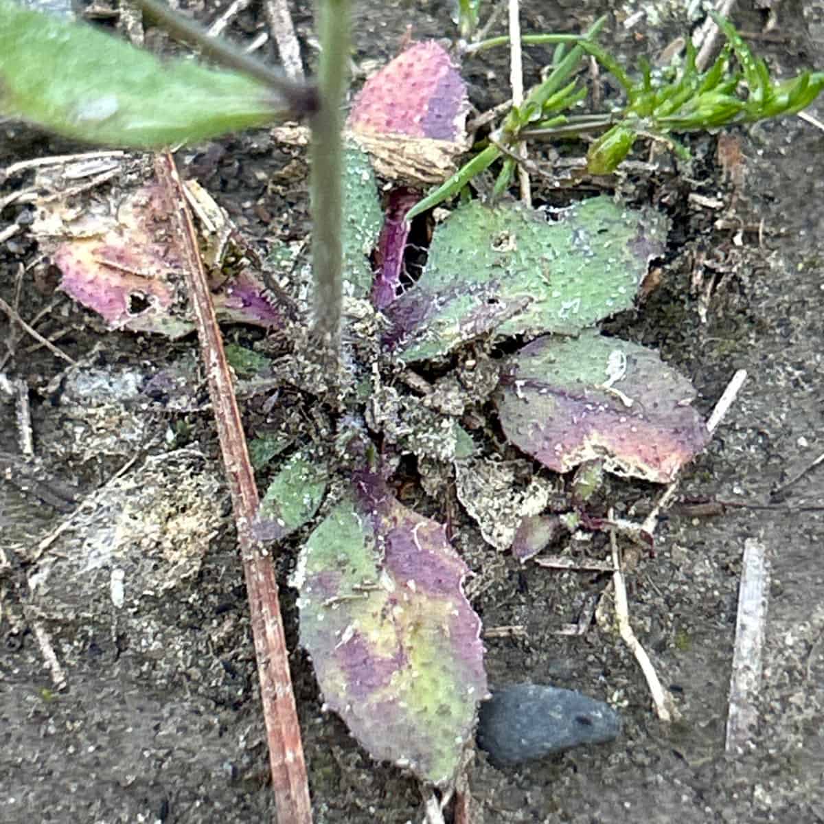An Arabidopsis plant with some ropey looking leaves.