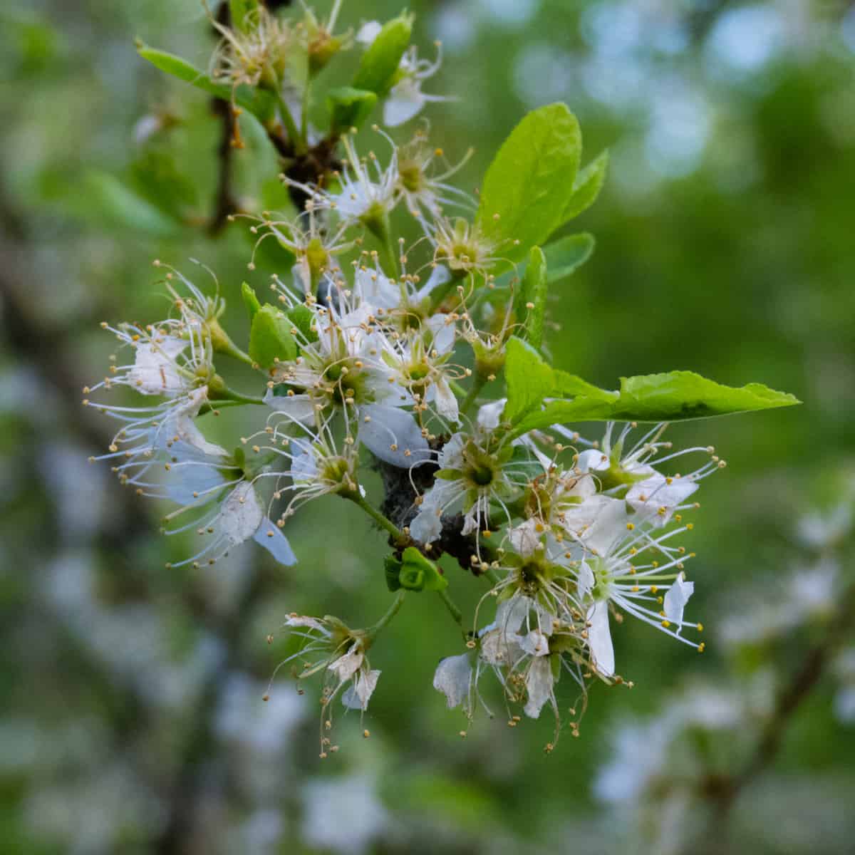 Spindly Blackthorn blossoms
