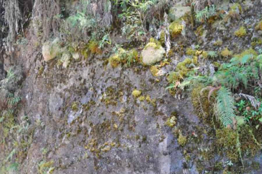 A cliff face with very hard to spot carnivorous plants on it.