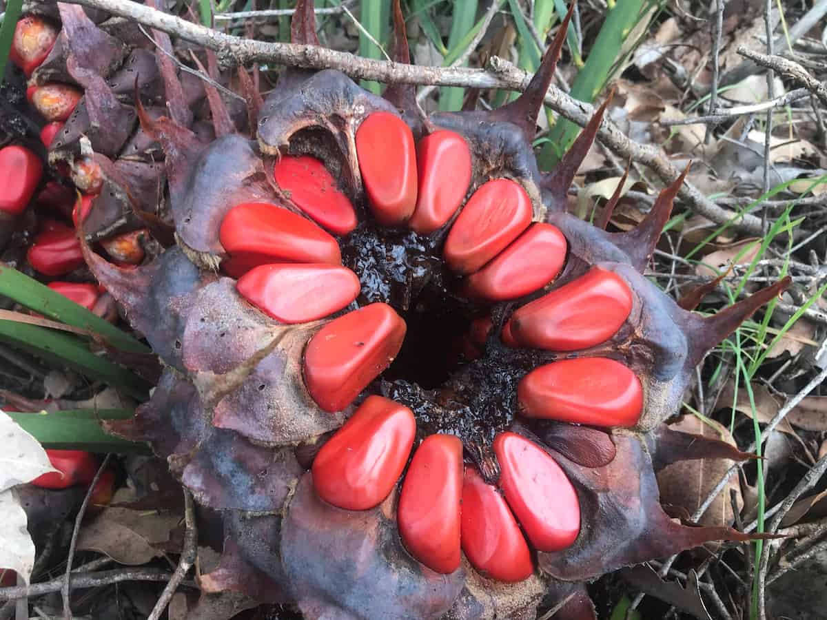 Bright red Macrozamia riedlei seeds