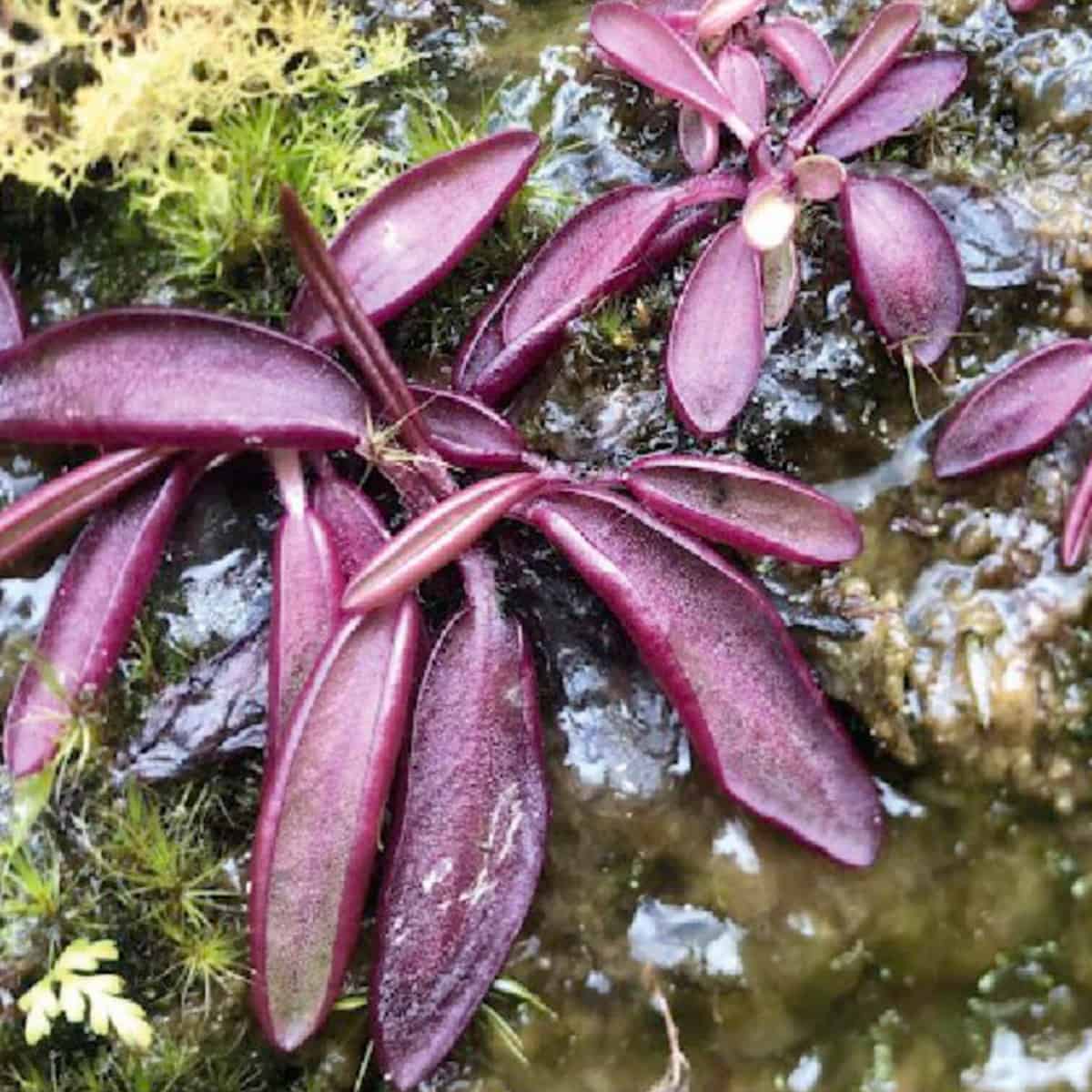 A butterwort with very deep purple leaves.