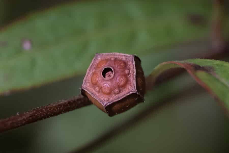Seedbox fruit, but this time a pentagon prism, rather than a cube.