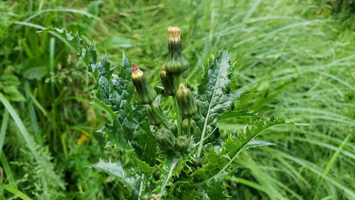 A plant with close flowers and dark green spiky-looking leaves.