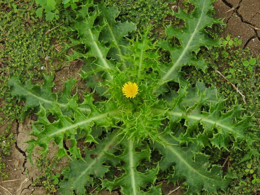 A view of Sonchus asper from above. A star of crenelated leaves has a gold star of a capitulum at the centre.