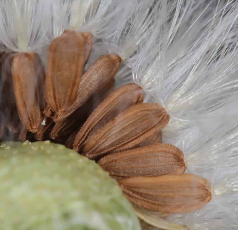 A close up of a Sonchus asper capitulum, showing dandelion-looking seeds.