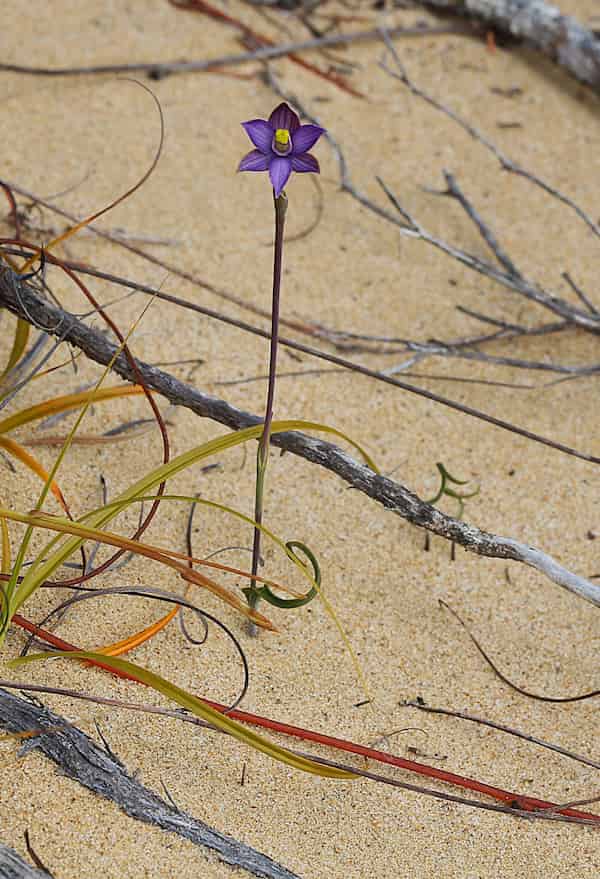 A full plant in the sand.
