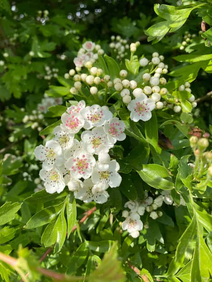 White Hawthorn blossoms against lush green leaves.