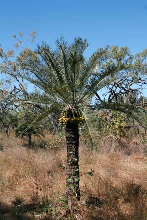 A tree that looks like a cross between a palm and a tree fern with a broad trunk and then a crown of ferny branches at the top.