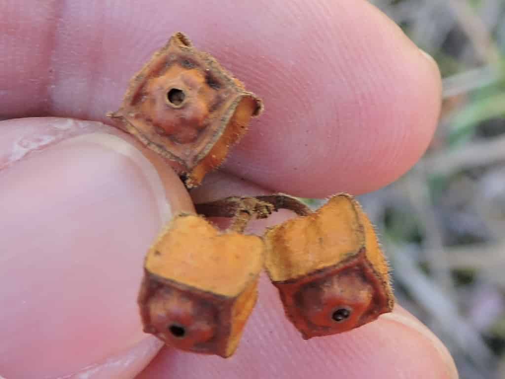 Seedbox fruits, looking almost like orange dice.