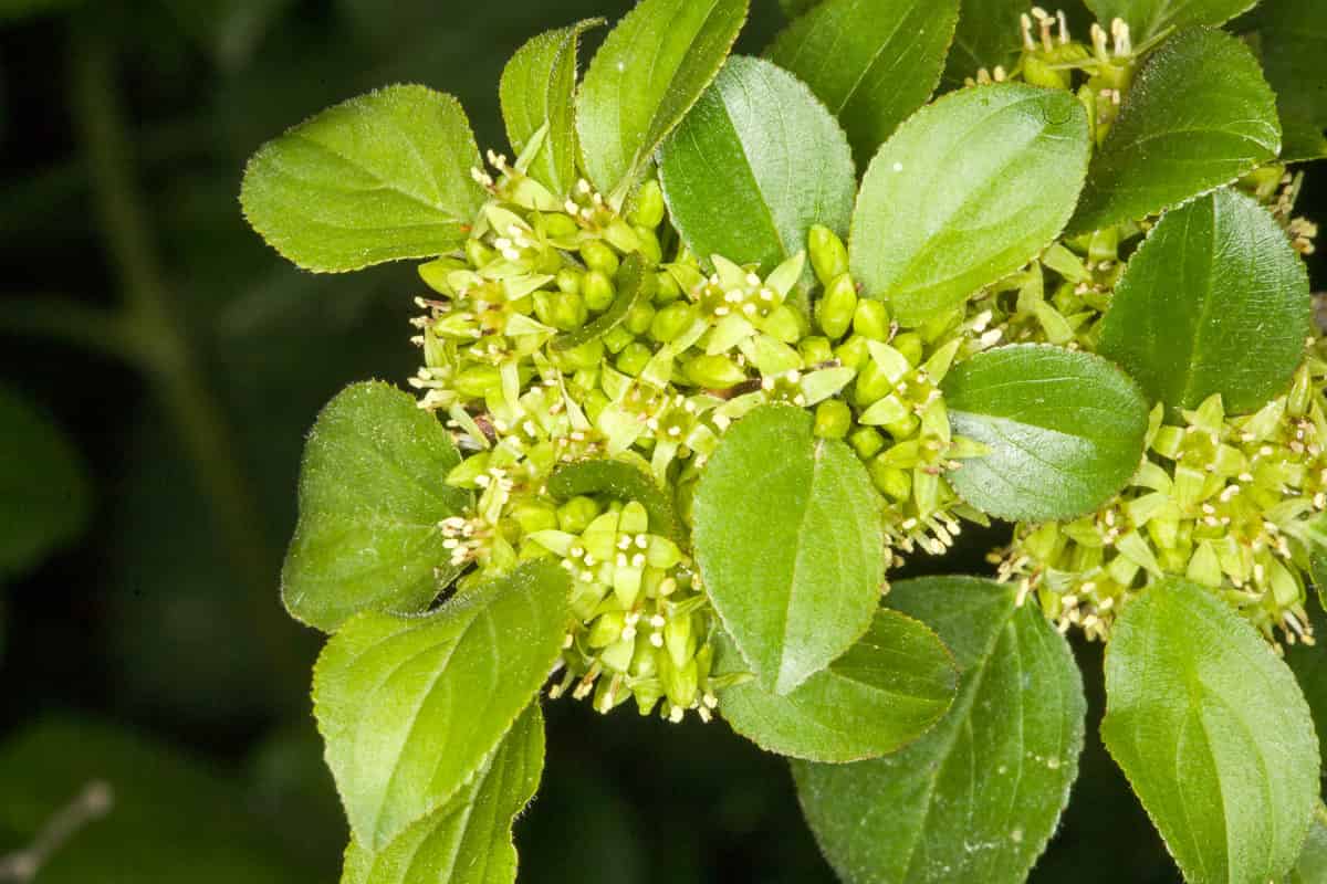 Common Buckthorn blossoms looking green.