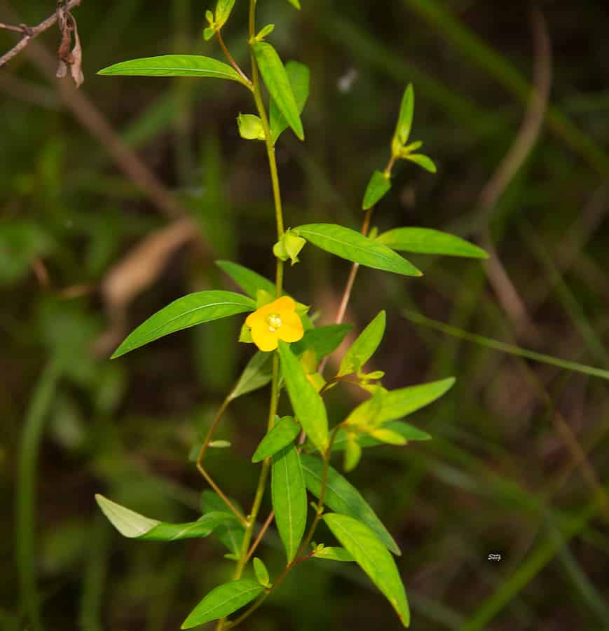Ludwigia alternifolia, showing the alternating leaves and a bright yellow flower.
