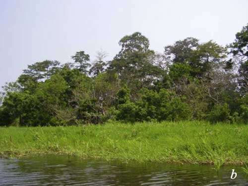 Plant reproduction in the Central Amazonian floodplains
