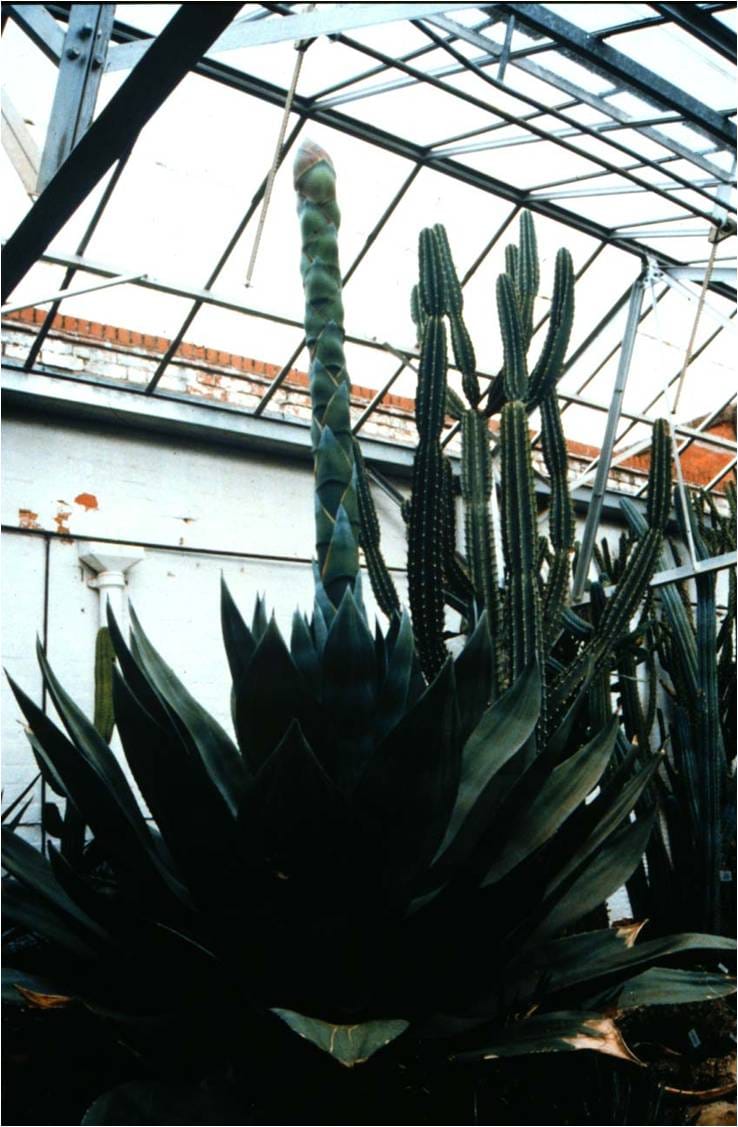 Agave americana - espiga floreciente que crece antes de emerger a través del techo del invernadero