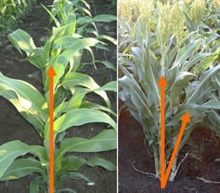 Regulación del macollaje en sorgo: efectos genotípicos