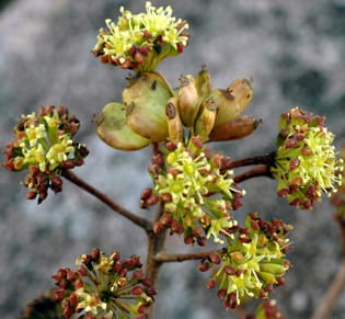 False paracarpy in Seemannaralia (Araliaceae) False paracarpy in Seemannaralia (Araliaceae)