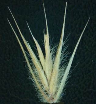 Spikelet seed position-dependent effects on life history