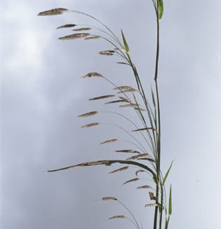 Unification of Pennisetum, Cenchrus  and Odontelytrum