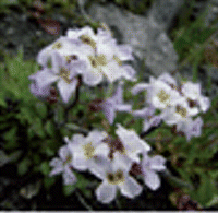 Genetic structuring in a large population of Arabidopsis