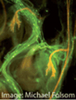Ventanas de oportunidad en el desarrollo embrionario
