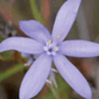 Polimorfismo de estilo en Nivenia (Iridaceae)