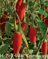 Conexiones hidráulicas en hojas y frutos de pimiento