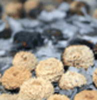 Stimulation de la germination par la fumée mais pas par un buténolide