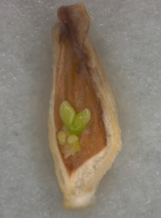 Poliembrionía en genotipos cítricos no apomícticos