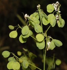 Nickel hyperaccumulation and systematics of Alysseae