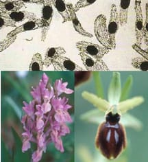 Pollen viability in Mediterranean orchids Pollen viability in Mediterranean orchids