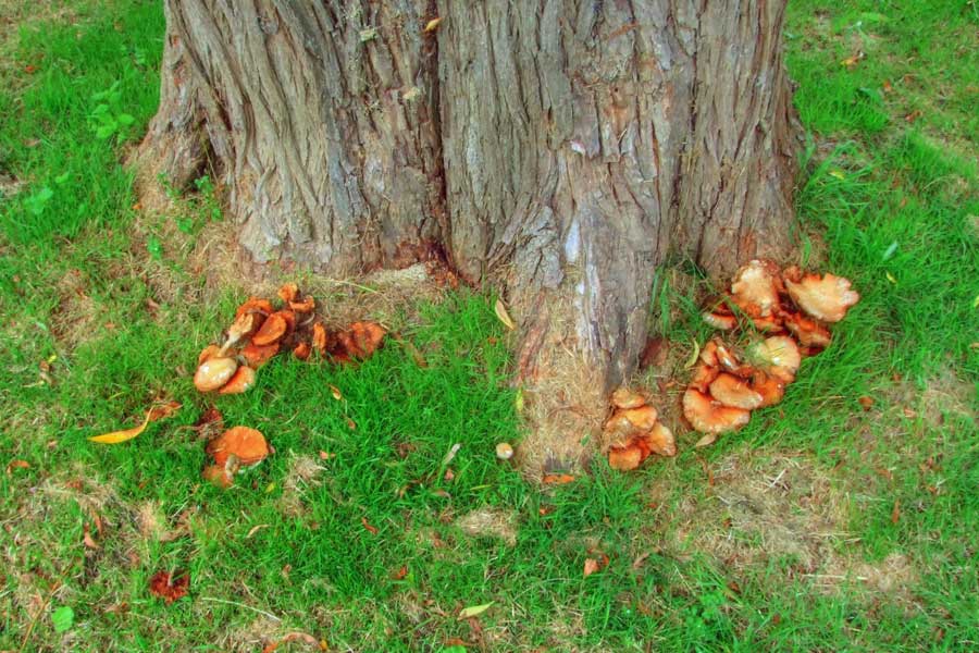 Bacteria and plants entangled in Research Blogging