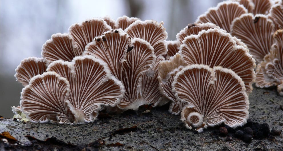 Destructor de madera secuenciado