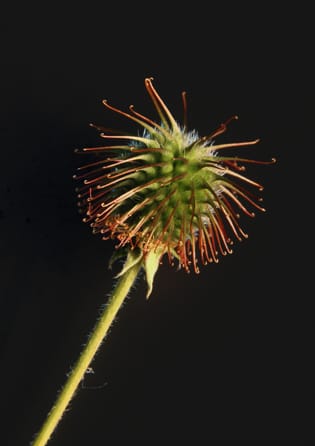 Plants plugging the gap