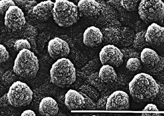 Surface de la feuille de lotus. Chaque cellule a une papille, et des gouttelettes d'eau flottent dessus avec aussi peu que 0.6 % de leur surface en contact.