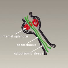 Cierre inducido por enfriamiento de plasmodesmos en maíz
