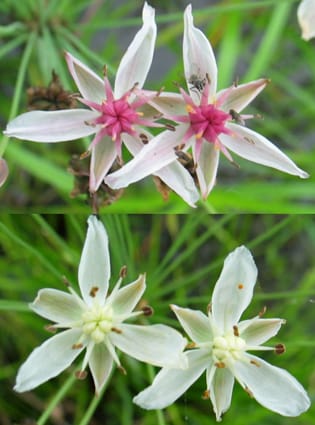 Polimorfismo floral y heterogeneidad ambiental