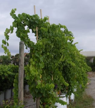 Modelling axis organogenesis in grapevine (PMA Special Issue)