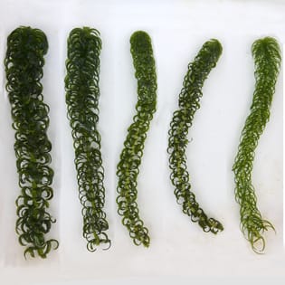 Invasion strategies in clonal aquatic plants