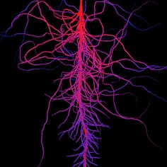 Modelling root development with signalling control (PMA Special Issue)