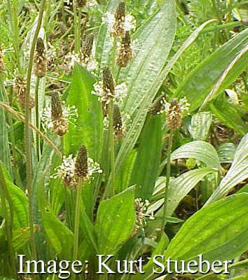 Root–shoot responses during competition