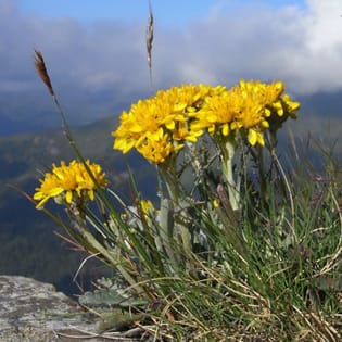 Cytotype distribution and evolution of a polyploid complex