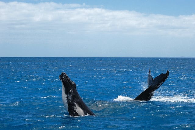 New botanic initiative is the ‘Size of Wales’