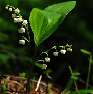 Molecular phylogenetics of Ruscaceae