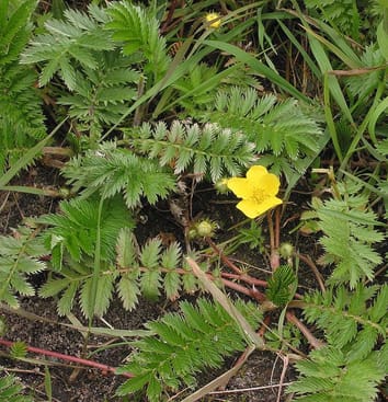 Longevity of clonal plants (Review)