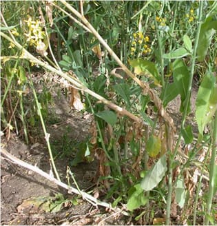 Infection processes of Sclerotinia sclerotiorum in Brassica napus